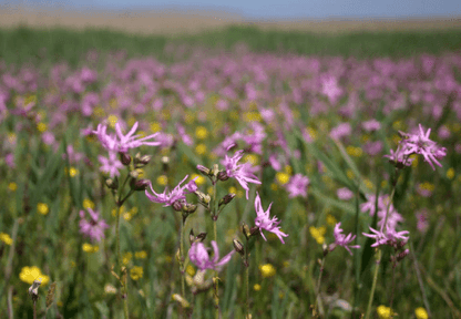 Frøblanding: Fugtig vildeng med blomster - 16 arter